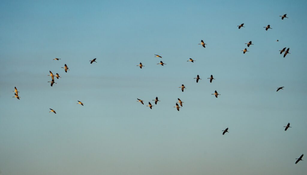 Partez à la découverte des oiseaux du lac de Puydarrieux